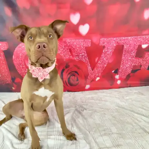 Mella the XL Bully posing with a flower collar during a Valentine's Day dog photoshoot in Glendale AZ
