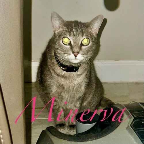 Minerva the grey striped cat peering cautiously at the cat sitter in Phoenix AZ