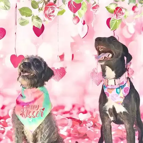 Nara and Mahina rescue dogs during a Valentine's Day dog photoshoot in Glendale AZ