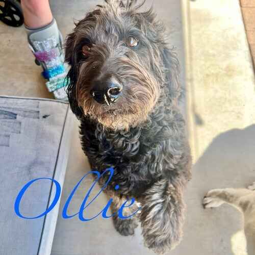 Ollie the Bernedoodle during at-home overnight pet care in Phoenix AZ