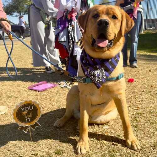 Oslo the English Lab as a beginner obedience class graduate in Glendale AZ