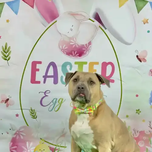 Simba the XL Bully during an Easter dog photoshoot in Glendale AZ