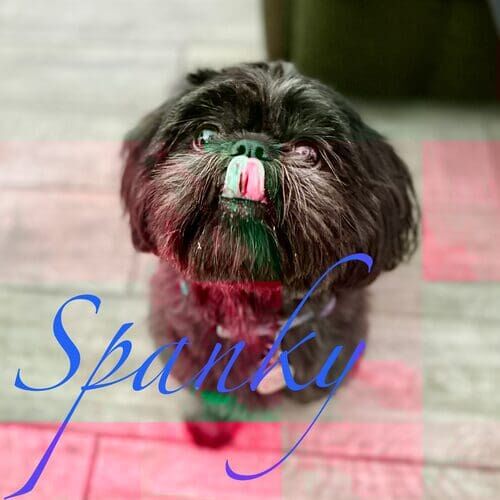 Spanky the black Shih Tzu enjoying positive reinforcement in-home puppy training in Phoenix AZ