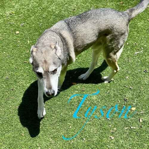 Tyson the Husky mix circling the pet sitter during a potty break visit in Peoria AZ