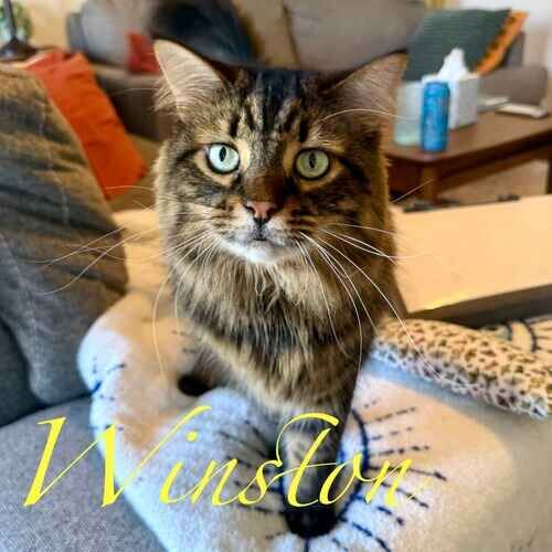Winston the brown striped cat curiously approaching a cat sitter in Glendale AZ