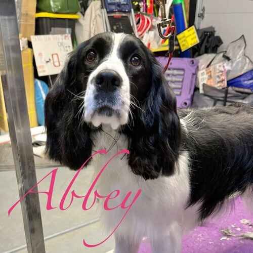 Abbey the Springer Spaniel posing after dog bath and de-shedding treatment in Glendale AZ