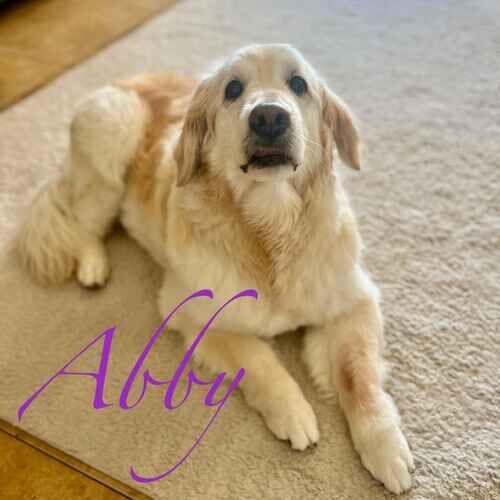 Abby the senior Golden Retriever laying patiently waiting for treats during daily potty break visits in Phoenix AZ
