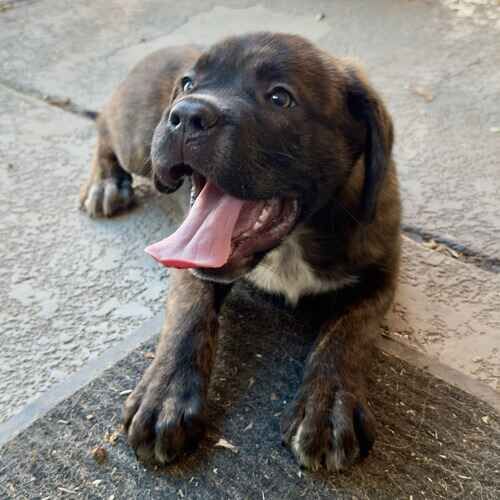 Adorable brindled Mastiff puppy lying down during temperament test in Glendale AZ