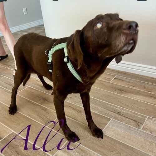 Allie the senior chocolate Lab requiring extra care and medication during overnight pet sitting in Vistancia AZ