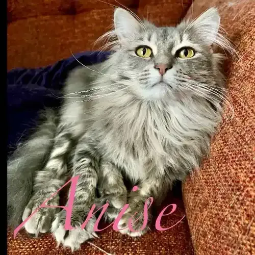 Anise the grey fluffy cat during in-home sitting in Phoenix AZ