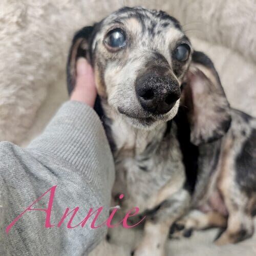 Annie the senior special needs Dachshund during in-home overnight pet sitting in Phoenix AZ
