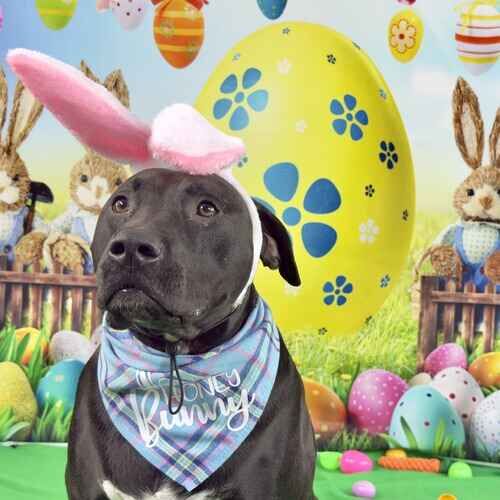 Apollo the black Pit Bull wearing pink bunny ears during an Easter mini seasonal photoshoot in Glendale AZ