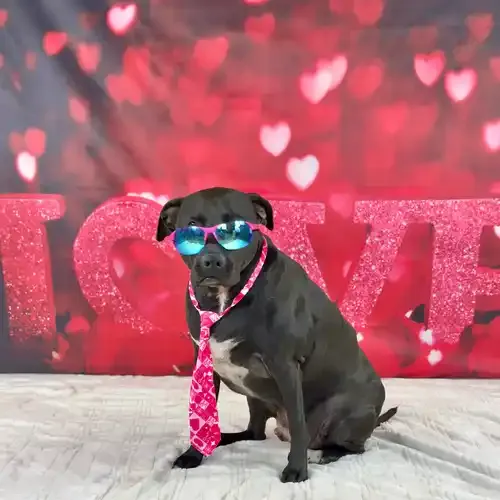 Apollo the black Pit Bull looking handsome in a tie and sunglasses during a dog photoshoot in Glendale AZ