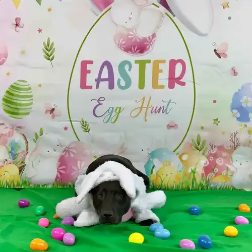 Apollo the black Pit Bull lying down in an Easter bunny costume during a dog photoshoot in Glendale AZ