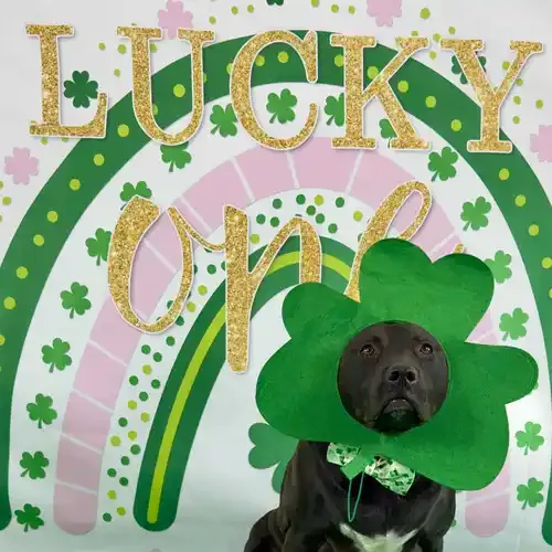 Apollo the black Pit Bull wearing a shamrock hat during a St. Patrick's Day dog photoshoot in Glendale AZ