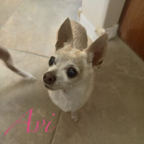 Ari the senior rescued Chihuahua during in-home pet sitting drop-in visits in Peoria AZ