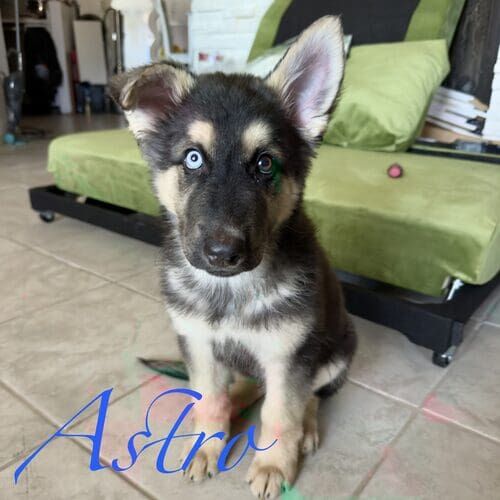 Astro the German Shepherd Husky mix during positive in-home puppy training in Phoenix AZ