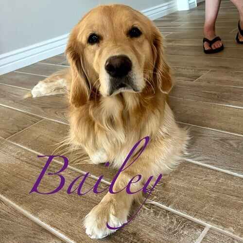 Bailey the Golden Retriever lying down in a model pose during in-home overnight pet sitting in Vistancia AZ