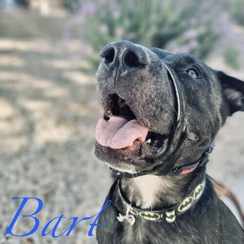 Bart the brindled Pit Bull during daily dog walking in Glendale AZ