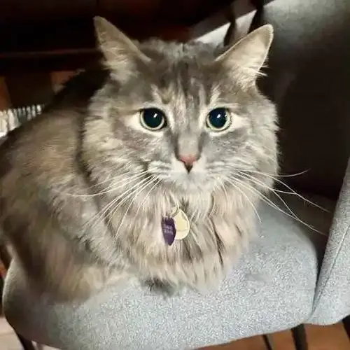 Beautiful cat sitting client sitting on a chair in Glendale AZ