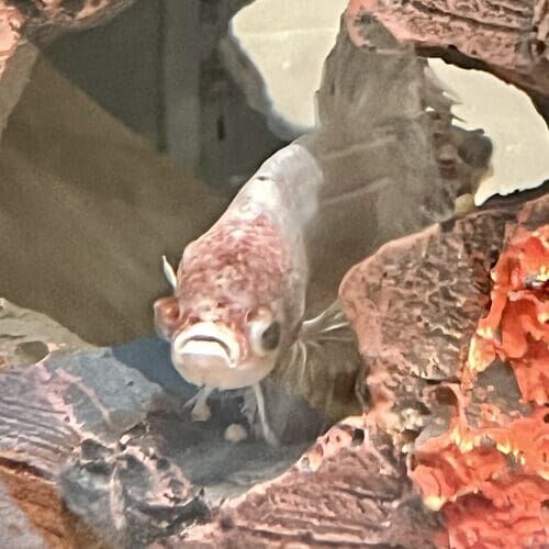 Beautiful fish in rock aquarium during fish feeding pet sitting visits in Glendale AZ