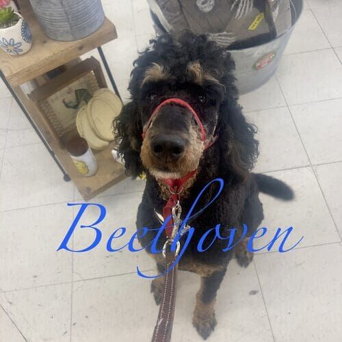 Beethoven the black and tan Standard Poodle during positive reinforcement board and train in Glendale AZ