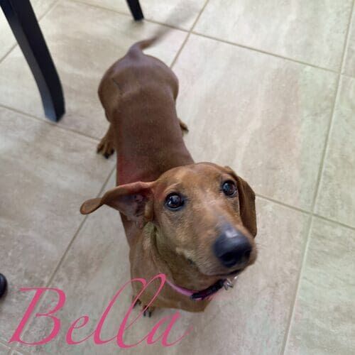 Bella the tan rescued Dachshund during in-home positive potty training in Anthem AZ