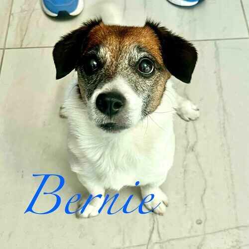 Bernie the rescued senior terrier mix waiting patiently to be leashed for a walk during overnight pet sitting in Phoenix AZ