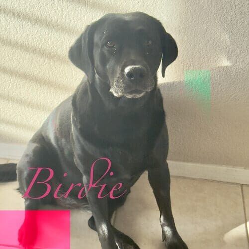 Birdie the rescued black Lab enjoying 24-hour live-in pet sitting in Arrowhead Lakes AZ