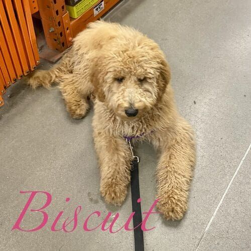 Biscuit the Goldendoodle during dog training board and train in Glendale AZ