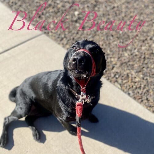 Black Beauty the black Lab during leash reactivity and manners training in Vistancia AZ