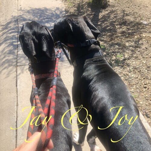 Joy and Jay, black Great Dane siblings, finally walking together after positive leash training in Phoenix AZ