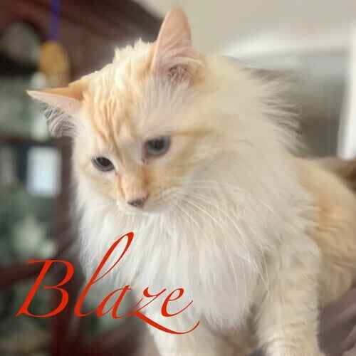 Blaze the fluffy orange cat receiving care in Phoenix AZ