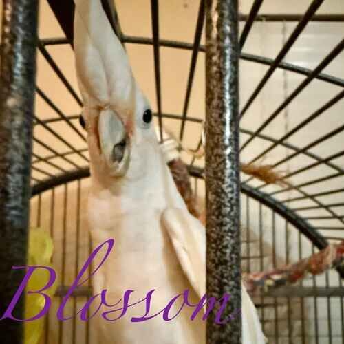 Blossom the white bird during pet sitting in Glendale AZ