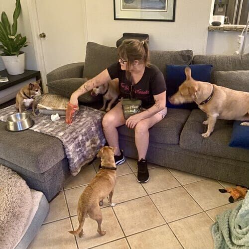 Bonded and insured pet sitter providing drop-in visits for four dogs in-home in Glendale AZ