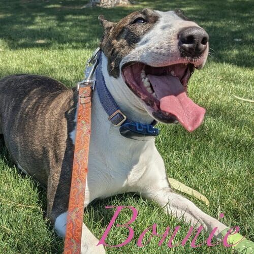 Bonnie the Bull Terrier during weekly dog walking in Glendale AZ