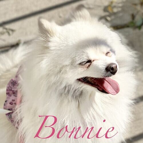 Bonnie the white Pomeranian smiling during positive reinforcement leash reactivity training in Glendale AZ