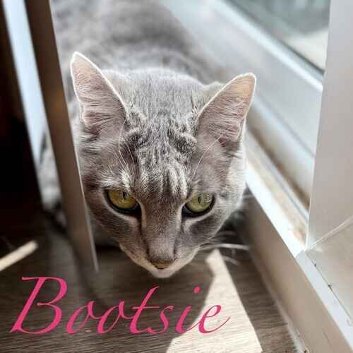 Bootsie the grey senior special needs cat peeking from blinds during a cat sitting visit in Glendale AZ