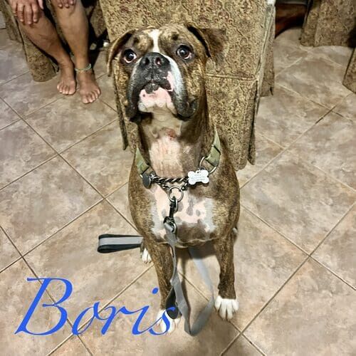 Boris the brindled rescue Boxer during private obedience and leash reactivity training in Peoria AZ