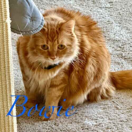 Bowie the fluffy orange cat peeking at the pet sitter during pet sitting visits in Arrowhead Lakes AZ
