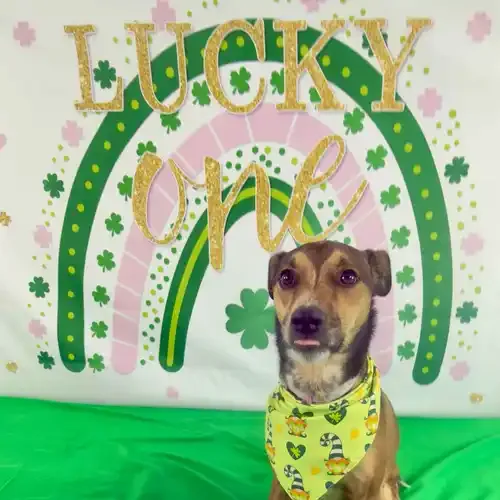 Brie the rescued dog during a St. Patrick's Day seasonal mini photoshoot in Glendale AZ