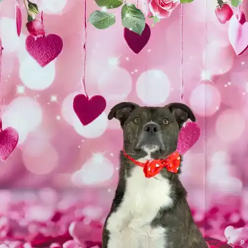 Brindled cattle dog mix wearing a bowtie during a Valentine's Day dog photoshoot in Glendale AZ