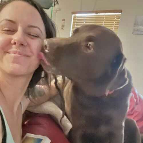 Pet sitter Brittany getting kisses from a chocolate Lab during overnight pet sitting in Phoenix AZ
