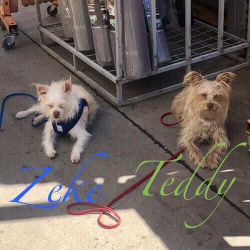 Brothers Zeke and Teddy during board and train for sibling syndrome in Glendale AZ