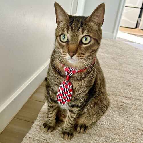 Brown striped cat sitting politely while wearing a Valentine's Day tie during cat sitting in Peoria AZ