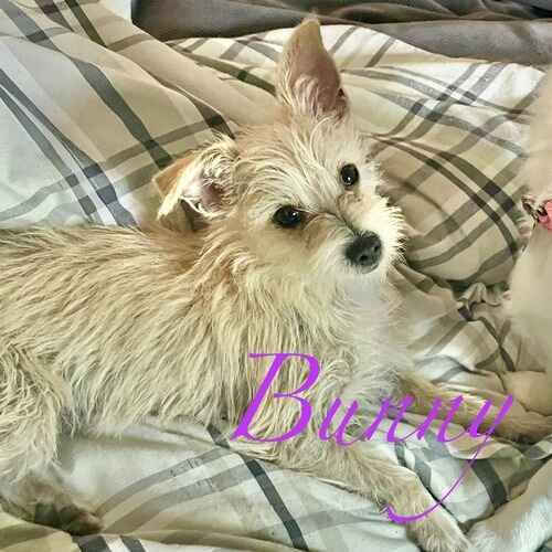 Bunny the white terrier mix puppy during daily potty breaks in Peoria AZ
