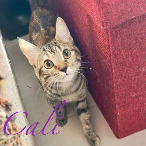 Cali the brown striped kitten peeking out during an at-home cat sitting visit in Glendale AZ