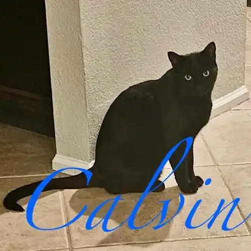 Calvin the black cat during in-home cat sitting in Peoria AZ