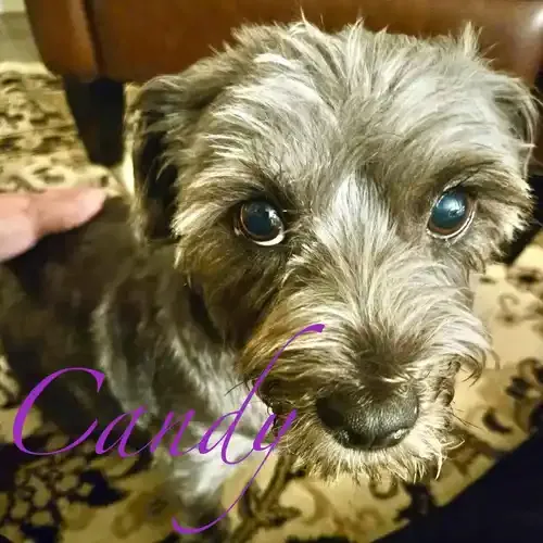 Candy the small Schnauzer mix during at-home pet sitting visits in Peoria AZ