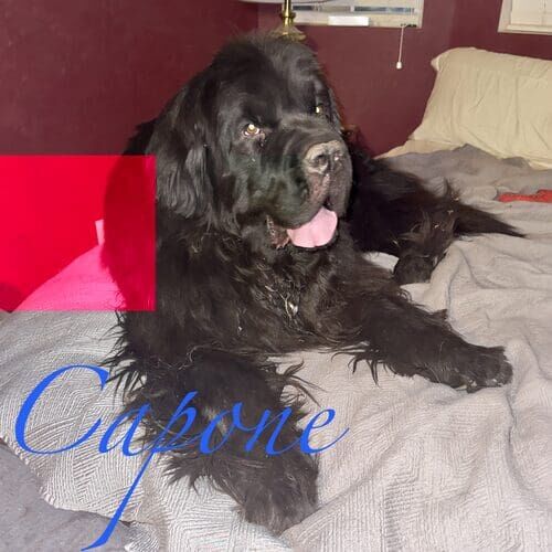 Capone the black Newfoundland lying on a bed during at-home overnight pet sitting in Phoenix AZ